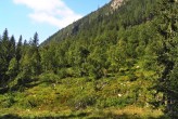 breza previsnutá v lavínovýnovom žľabe, ktorý stabilizije (Kôprová dolina)