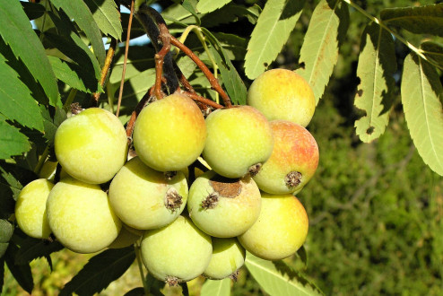 jarabina oskorušová (Sorbus domestica) - guľovitá malvica