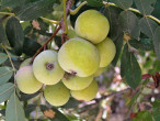 jarabina oskorušová (Sorbus domestica) - guľovitá malvica