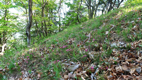 lykovec voňavý - Veľká Fatra (cc 62 m n. m.)