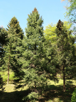 smrek čierny - skupina smrekov čiernych (Hrádocké arborétum)