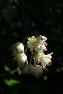 klokoč perovitý (Staphylea pinnata) - ozdobný kvetmi