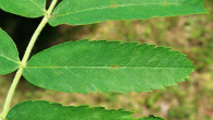 jarabina oskorušová (Sorbus domestica) - vrchná strana