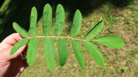 jarabina oskorušová (Sorbus domestica)