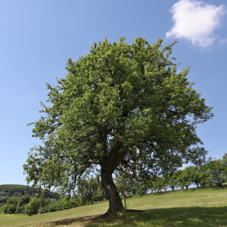 hruška ružová - Bošáca, časť Zabudišová (200 rokov, výška 14 m)