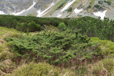 borievka alpínska (Juniperus sibirica) - Temnosmrečinská dolina (1 700 m n. m.)