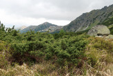 borievka alpínska (Juniperus sibirica) - Temnosmrečinská dolina (1 700 m n. m.)