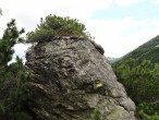 borovica horská (Pinus mugo) - Temnosmrečinská dolina, Vysoké Tatry