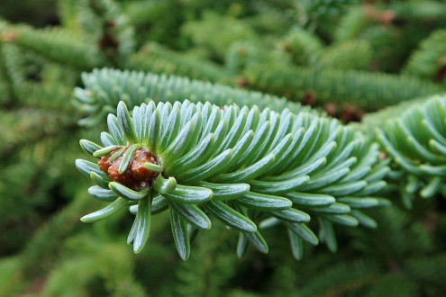 jedľa španielska (Abies pinsapo)