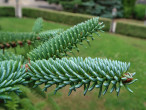 jedľa španielska (Abies pinsapo) - dekoratívna drevina krátkymi pevnými ihlicami