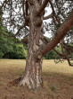 borovica čierna (Pinus nigra) - borka