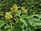 baza červená (Sambucus racemosa)