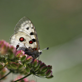 Parnassius apollo