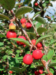 skalník obyčajný (Cotoneaster integerrimus)