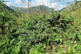 borievka alpínska (Juniperus sibirica) - Červené vrchy, Tichá dolina, Západné Tatry (1 340 m n. m.)