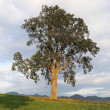 brest horský (Ulmus glabra)