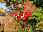 kalina obyčajná ((Viburnum opulus)