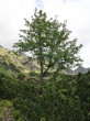 jarabina vtáčia (Sorbus aucuparia)