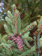 smrek čierny (Picea mariana)