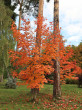 javorcukrodarný (Acer saccharum) - Hrádocké arborétum (10/2022)