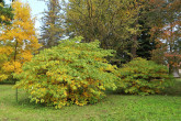 pagaštan malokvetý (Aesculus parviflora) - Hrádocké arborétum (10/2022)