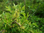 rešetliak skalný (Rhamnus saxatilis)