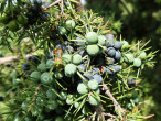 borievka obačajná (Juniperus communis)