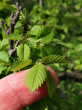 brest hrabolistý (Ulmus minor) - vrchná strana, lesostepný ekotyp