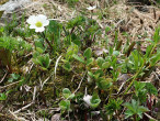 vŕba sieťkovaná (Salix reticulata) - Vysoké Tatry, Temnosmrečinská dolina 