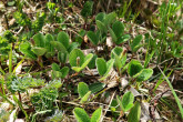 vŕba sieťkovaná (Salix reticulata) - Vysoké Tatry, Temnosmrečinská dolina