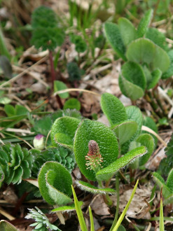 vŕba sieťkovaná (Salix reticulata) - ♂ jahňady