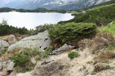 borievka alpínska (Juniperus sibirica) - Vysoké Tatry, Temnosmrečinská dolina