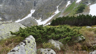 borievka alpínska (Juniperus sibirica) - Vysoké Tatry, Temnosmrečinská dolina