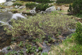 vŕba bobkolistá (Salix phylicifolia) - Temnosmrečinská dolina (1 600 m n. m.)