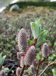 vŕba švajčiarska (Salix helvetica) - ♀ jahňady