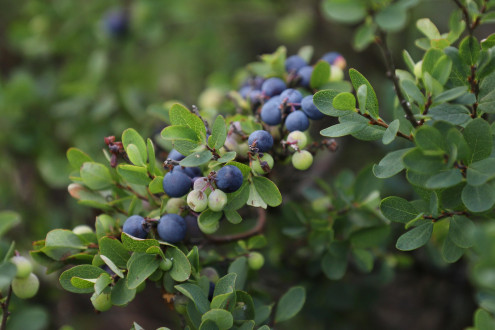 brusnica barinná (Vaccinium uliginosum) - Klinské rašelinisko (7/2023)