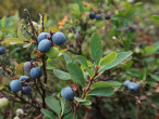 brusnica barinná (Vaccinium uliginosum) - Klinské rašelinisko (7/2023)