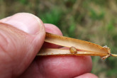 karagana stromovitá (Caragana arborescens) - semeno