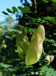 mechúrnik stromovitý (Colutea arborescens) - struk