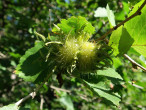 lieska turecká (Corylus colurna) - listencovité obaly, ktoré prekrývajú celý oriešok