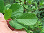 krušina jelšová (Frangula alnus) - vrchná strana