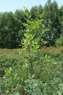 krušina jelšová (Frangula alnus) - Klinské rašelinisko