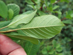 krušina jelšová (Frangula alnus) - spodná strana