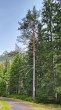 borovica lesná (Pinus sylvestris) - Kôprová dolina, cca 1 200 m n. m., (4/2024)_02
