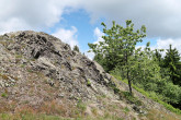 čerešňa vtáčia (Cerasus avium) - Štiavnické vrchy, Tanád, 930 m n. m. (5/2024)