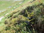 smrek obyčajný (Picea abies) - Tichá dolina, Západné Tatry, 1 910 m n. m. (6/2024)