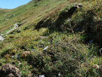 smrekovec opadavý (Larix decidua) - Západné Tatry, Tichá dolina, 1 910 m n. m. (6/2024)