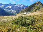 borievka alpínska (Juniperus sibirica) - Západné Tatry, Sedlo Závory, 1 876 m n. m. (6/2024)