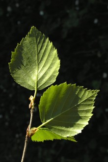 breza biela - vetvička s listami (rub)