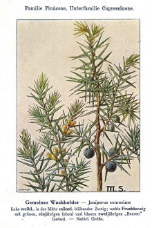 borievka obyčajná (Juniperus communis) - Unsere Waldbäume, Sträucher und Zwergholzgewächse. Heidelberg, Carl Winter`s Universitätsbuchhandlung